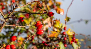 Kırmızı gül kalçası. Sonbaharda bir çalılıkta büyüyen gül kalçaları..