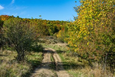 Ormanda sonbahar. Sonbahar yaprakları. Sonbahar ormanı güneşli bir günde.