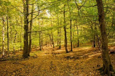 Ormanda sonbahar. Sonbahar yaprakları. Sonbahar ormanı güneşli bir günde.