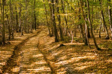 Ormanda sonbahar. Sonbahar yaprakları. Sonbahar ormanı güneşli bir günde.