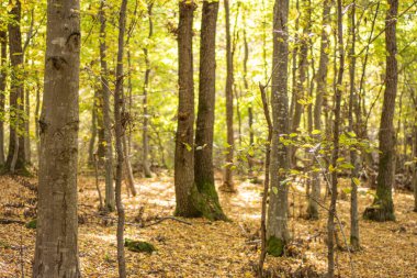Ormanda sonbahar. Sonbahar yaprakları. Sonbahar ormanı güneşli bir günde.