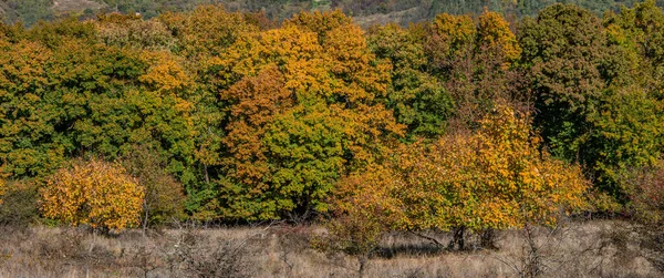 Autunno Nel Bosco Foglie Autunno Bosco Autunnale Una Giornata Sole — Foto Stock