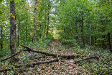 Ormanda sonbahar. Sonbahar yaprakları. Sonbahar ormanı güneşli bir günde.