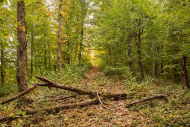 Ormanda sonbahar. Sonbahar yaprakları. Sonbahar ormanı güneşli bir günde.