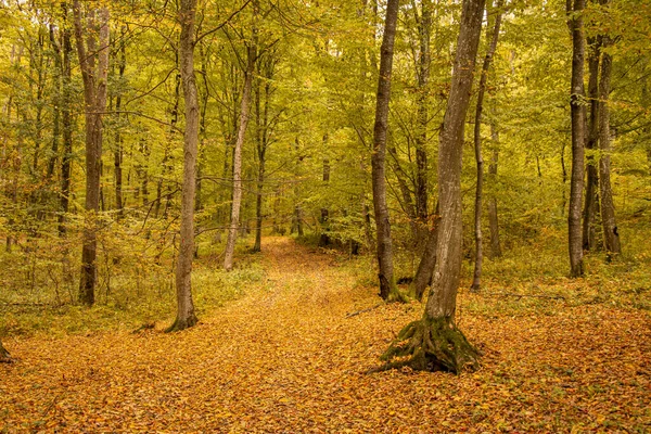 Autunno Nel Bosco Foglie Autunno Bosco Autunnale Una Giornata Sole — Foto Stock