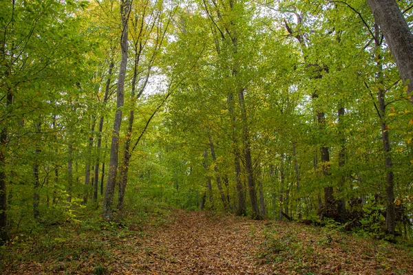 stock image Autumn in the forest.Autumn leaves. Autumn forest on a sunny day.