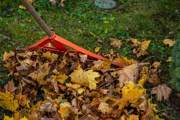 Raking Golden Leaves Autumn — Stock Photo, Image