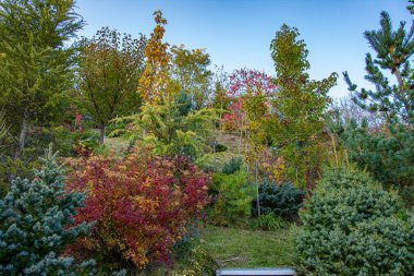  Ağaçtaki kırmızı ve yeşil yapraklar. Güzel sonbahar manzarası.