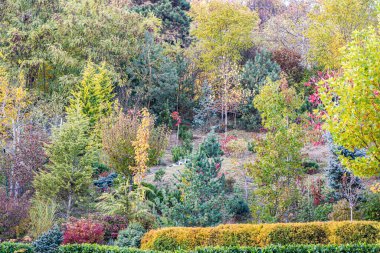  Ağaçtaki kırmızı ve yeşil yapraklar. Güzel sonbahar manzarası.