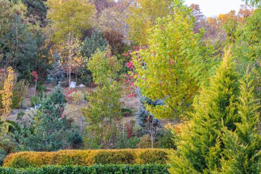  Ağaçtaki kırmızı ve yeşil yapraklar. Güzel sonbahar manzarası.