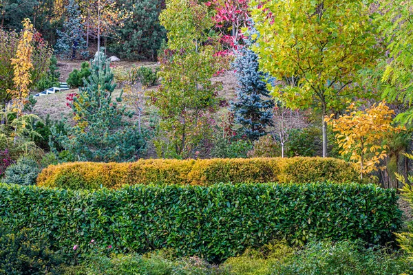 Foglie Rosse Verdi Albero Bellissimo Paesaggio Autunnale — Foto Stock