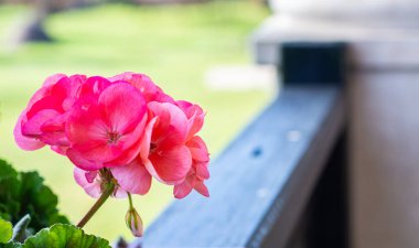 Bahçede iki renkli kırmızı sardunyalar. Pelargonia.