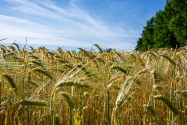Tarlada buğday mikropları yetişiyor. Güzel buğday tarlası. Ekin buğdayı. Altın buğday tarlası ve güneşli gün.