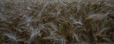 Tarlada buğday mikropları yetişiyor. Güzel buğday tarlası. Ekin buğdayı. Altın buğday tarlası ve güneşli gün.