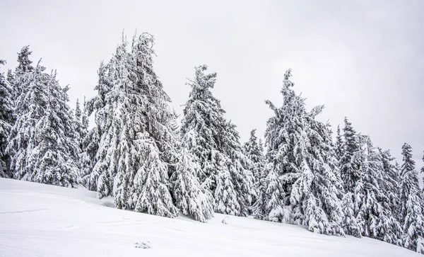 Panorama Del Paisaje Invernal Brumoso Montaña —  Fotos de Stock
