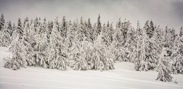 Panorama Nebulosa Paisagem Inverno Montanha — Fotografia de Stock