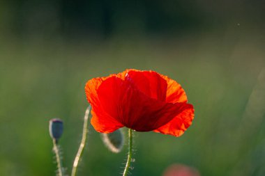 Haşhaş çiçeğine odaklan, yabani gelincik çiçekleri çimenlikte
