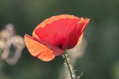 Haşhaş çiçeğine odaklan, yabani gelincik çiçekleri çimenlikte