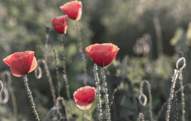 Haşhaş çiçeğine odaklan, yabani gelincik çiçekleri çimenlikte