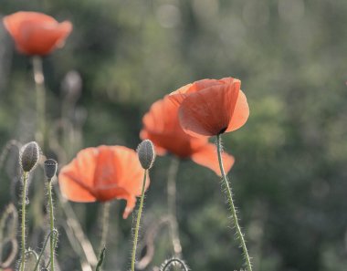 Haşhaş çiçeğine odaklan, yabani gelincik çiçekleri çimenlikte