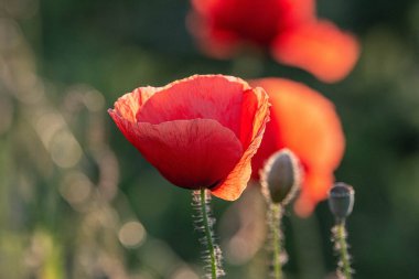 Haşhaş çiçeğine odaklan, yabani gelincik çiçekleri çimenlikte
