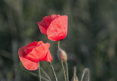 Haşhaş çiçeğine odaklan, yabani gelincik çiçekleri çimenlikte