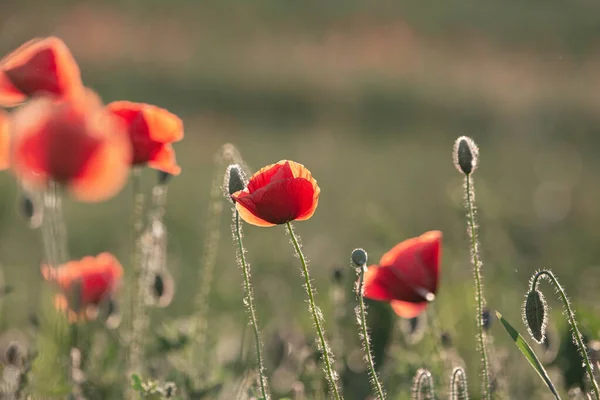 Focus Selettivo Sul Fiore Papavero Fiori Papavero Selvatico Nel Prato — Foto Stock