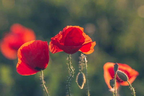 Focus Selettivo Sul Fiore Papavero Fiori Papavero Selvatico Nel Prato — Foto Stock