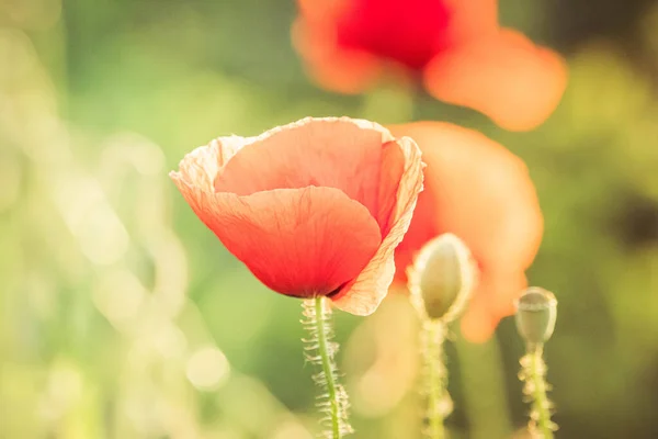 Focus Selettivo Sul Fiore Papavero Fiori Papavero Selvatico Nel Prato — Foto Stock