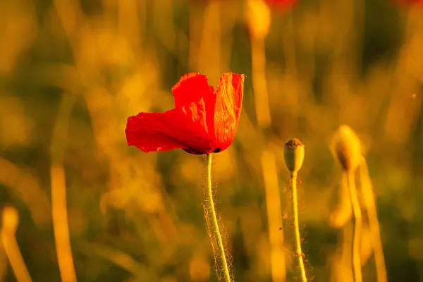 Focus Selettivo Sul Fiore Papavero Fiori Papavero Selvatico Nel Prato — Foto Stock