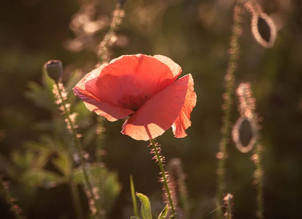 Focus Selettivo Sul Fiore Papavero Fiori Papavero Selvatico Nel Prato — Foto Stock