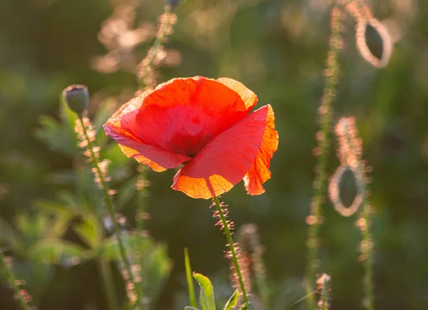 Focus Selettivo Sul Fiore Papavero Fiori Papavero Selvatico Nel Prato — Foto Stock