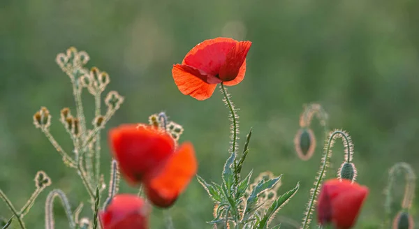 Selektivní Zaměření Mák Květiny Divoký Mák Květiny Sring Louce — Stock fotografie