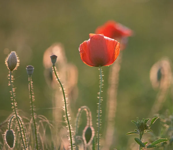 Focus Selettivo Sul Fiore Papavero Fiori Papavero Selvatico Nel Prato — Foto Stock