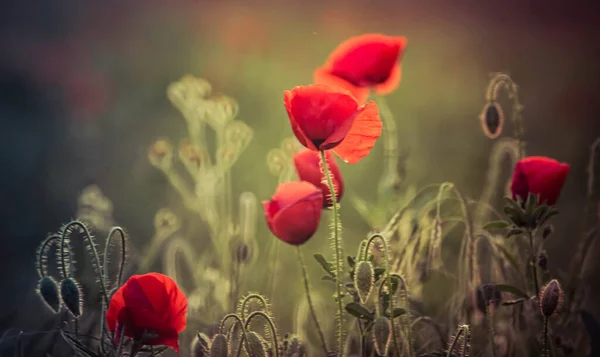 Focus Sélectif Sur Les Fleurs Pavot Fleurs Pavot Sauvage Dans — Photo