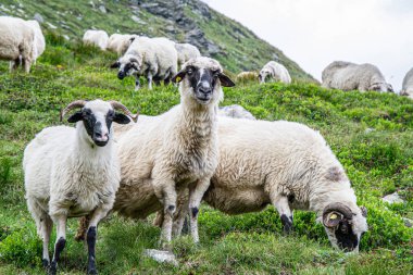 Çiftlikteki kara koyunlar. Yeşil çayırlarda otlayan Suffolk koyunu sürüsü.