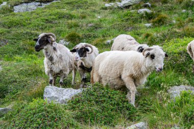 Çiftlikteki kara koyunlar. Yeşil çayırlarda otlayan Suffolk koyunu sürüsü.