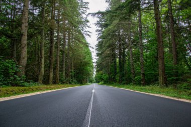 Ormandaki bir yolun üzerindeki güzel manzara.