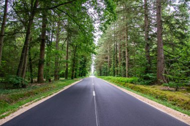 Ormandaki bir yolun üzerindeki güzel manzara.