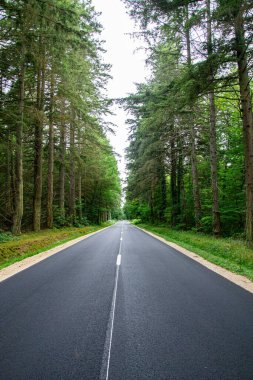 Ormandaki bir yolun üzerindeki güzel manzara.
