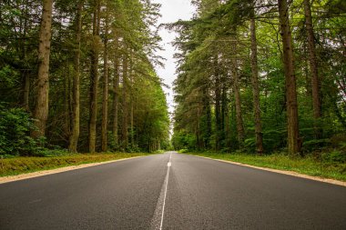 Ormandaki bir yolun üzerindeki güzel manzara.