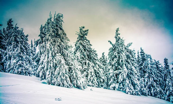 Panorama Nebulosa Paisagem Inverno Montanha — Fotografia de Stock