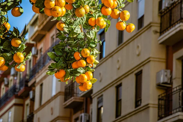 Orange Trees Invalencia City Spagna — Foto Stock