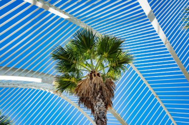  Bitkilerde Umbracle, peyzajlı bir yürüyüş, o şehir sanat ve Bilimler - Valencia, İspanya