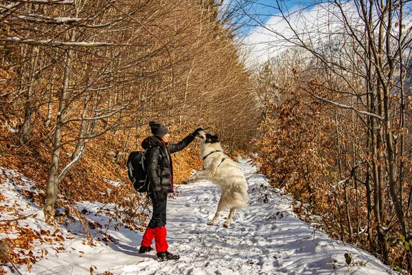 Молода Жінка Біла Собака Гуляють Зимових Горах — стокове фото