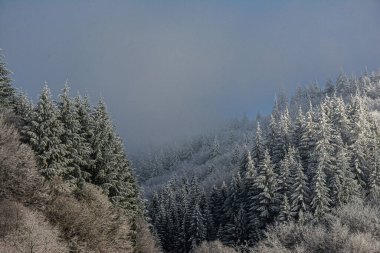 Ağaçlar kış sabahının erken saatlerinde kırağı kaplamıştı.