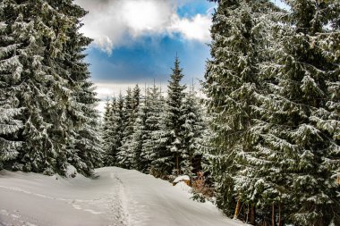 Ağaçlar kış sabahının erken saatlerinde kırağı kaplamıştı.