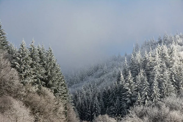 Ağaçlar kış sabahının erken saatlerinde kırağı kaplamıştı.