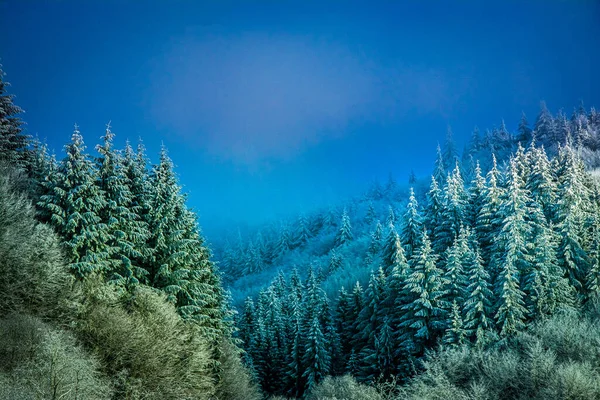 Trees Covered Hoarfrost Early Winter Morning — Foto Stock