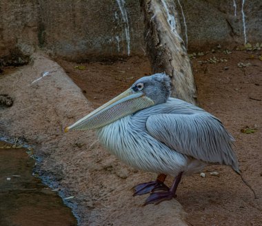 Kahverengi Pelikan. Pelecanus oksidentalis rıhtımda.